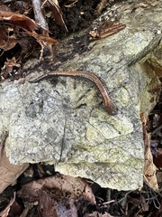 Plethodon cinereus image