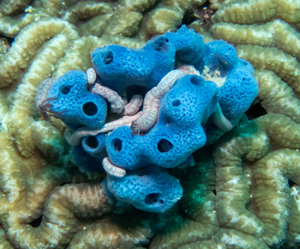 Amphimedon queenslandica