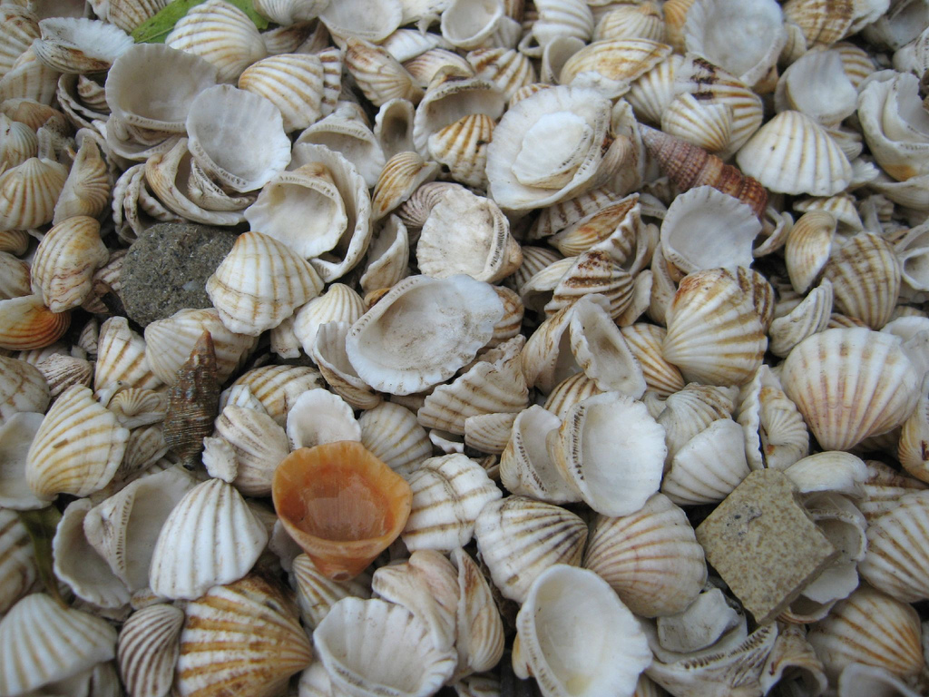 Senilia