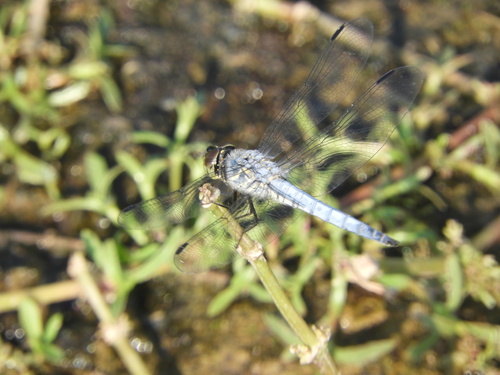 Deielia phaon