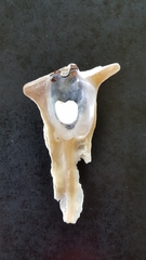 Malleus