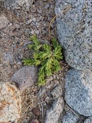Portulaca californica