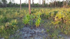 Zea mays mays
