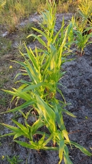 Zea mays mays