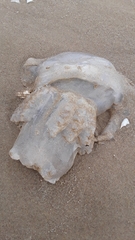 Rhizostomatoidea