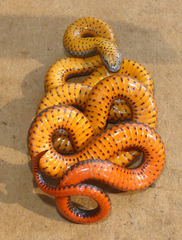 Diadophis punctatus amabilis