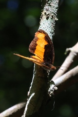 Catonephele cortesi