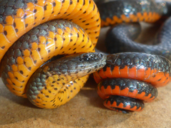 Diadophis punctatus amabilis