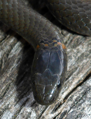 Diadophis punctatus amabilis