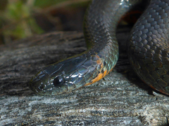 Diadophis punctatus amabilis