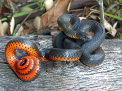 Diadophis punctatus amabilis