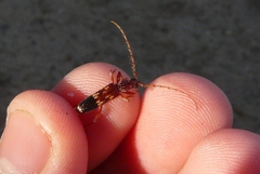 Coptocercus aberrans