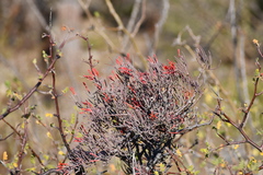 Psittacanthus sonorae