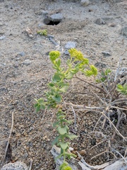 Coulterella capitata