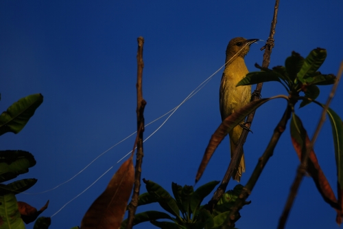 Oriole masqué (Icterus cucullatus)