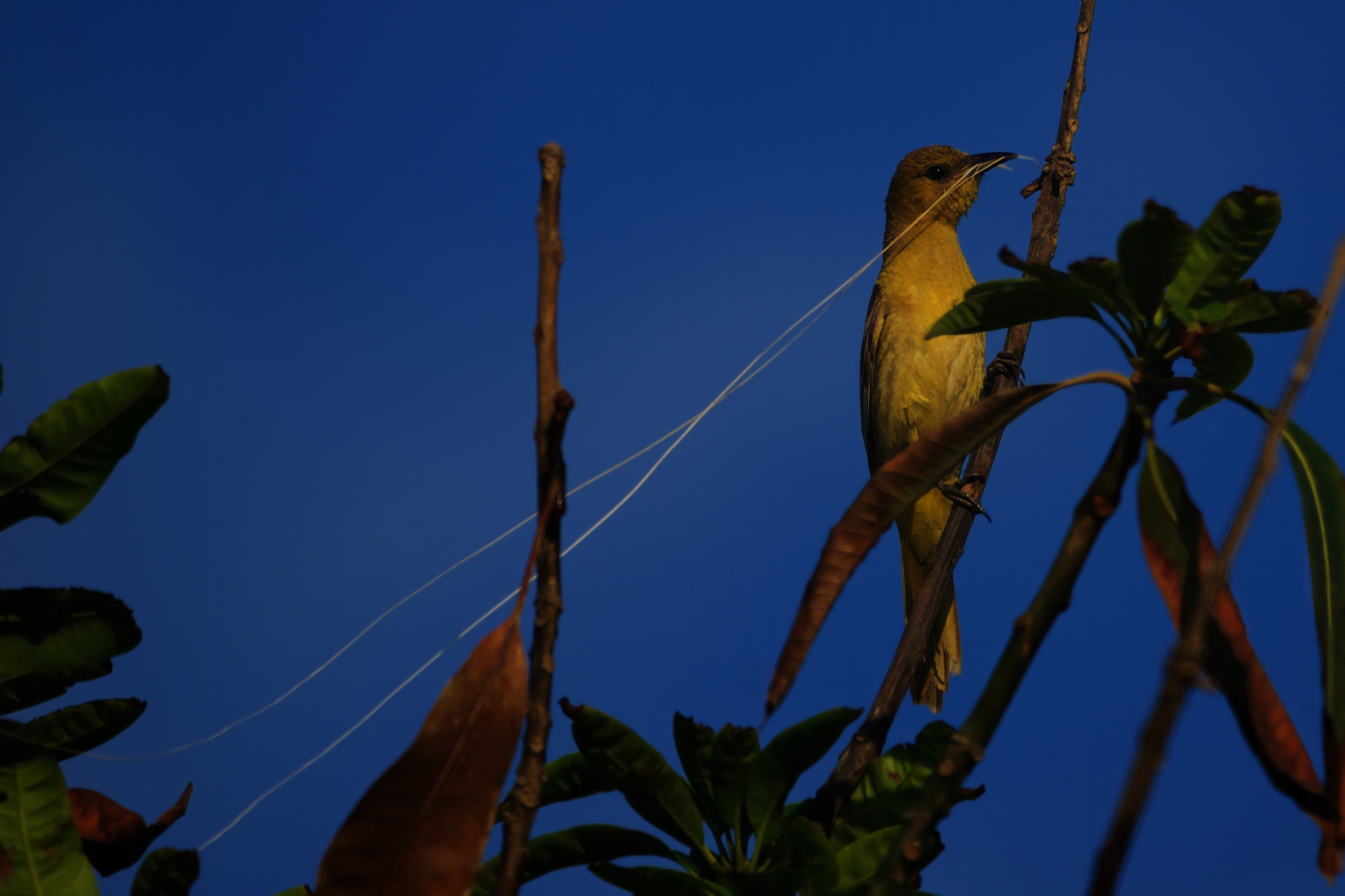 Hooded Oriole illustration