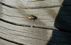 Macronaemia episcopalis