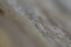 Chaenotheca phaeocephala