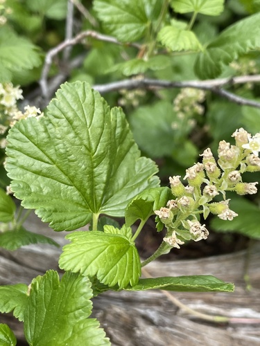 Ribes wolfii