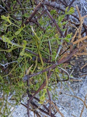 Phoradendron brachystachyum