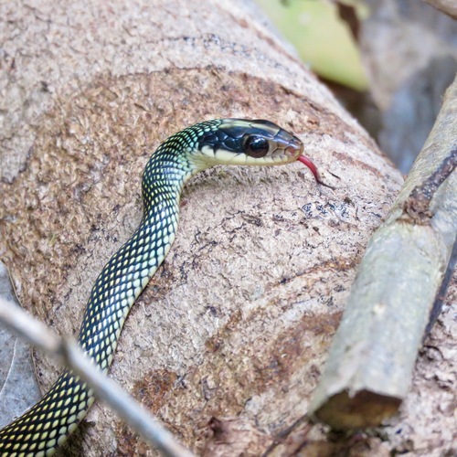 Speckled Racer (Drymobius margaritiferus)
