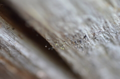 Chaenotheca phaeocephala