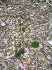 Chrysophyllum oliviforme