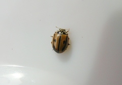 Mulsantina hudsonica
