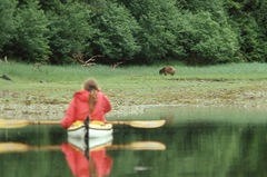 Ursus arctos sitkensis