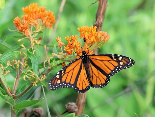 Monarch photographed in Illinois