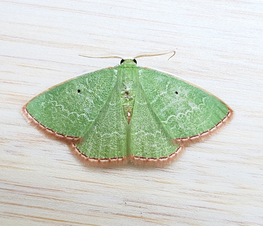 Florida Emerald