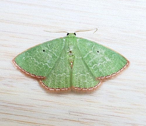 Florida Emerald
