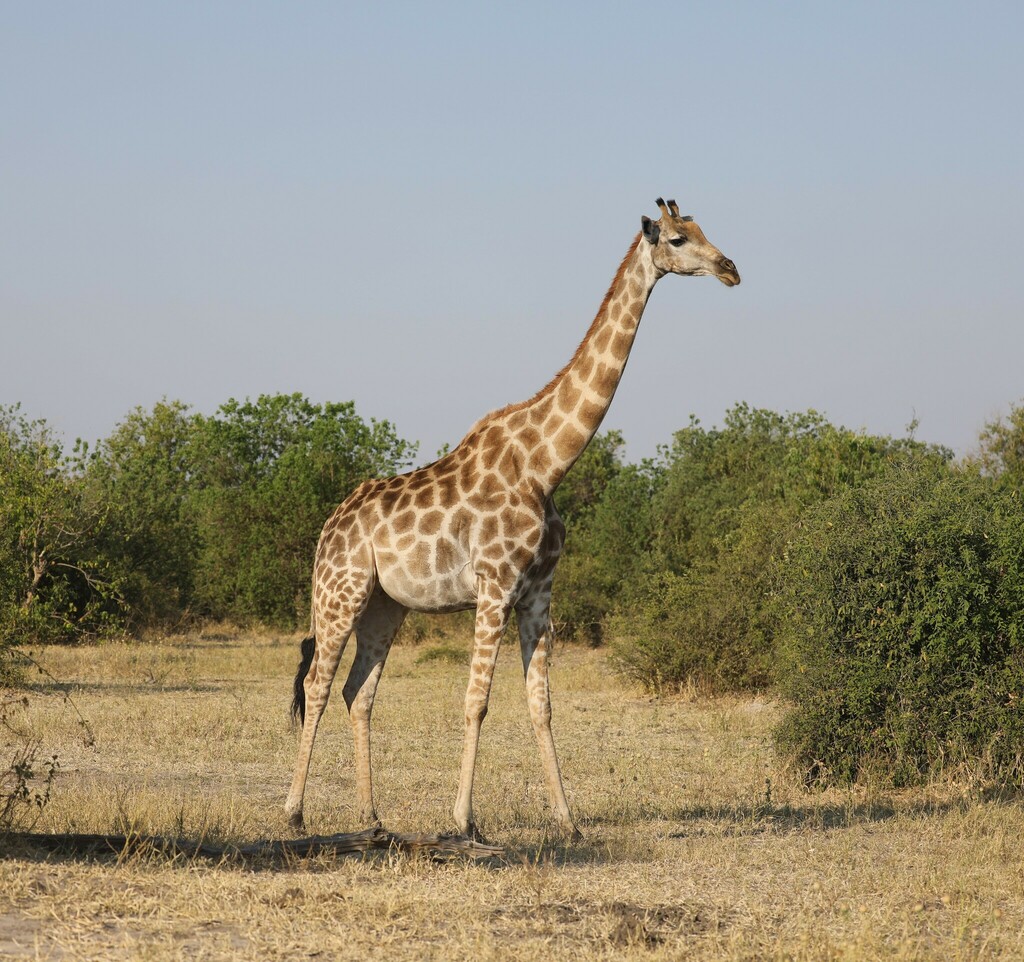Giraffa giraffa, Chobe, BW-CH, BW-CH-CH, BW, by robvanepps