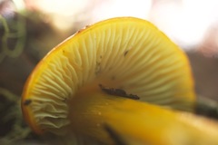 Hygrocybe