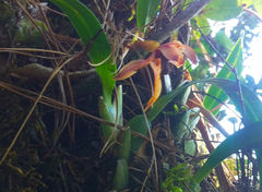 Maxillaria cucullata