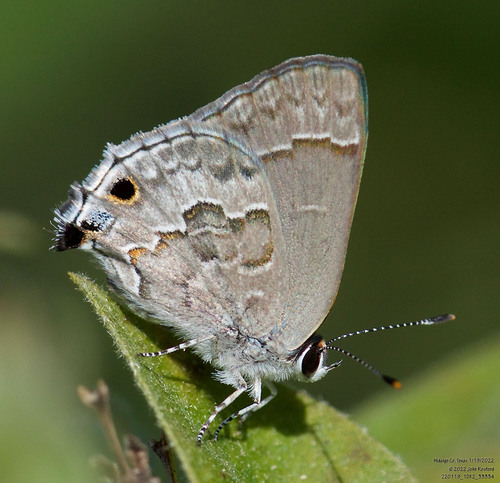 Lacey's Scrub-Hairstreak photo 5