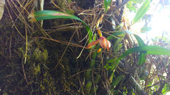 Maxillaria cucullata