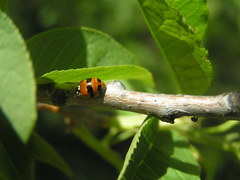 Adalia bipunctata