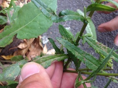 Stigmella ogygia