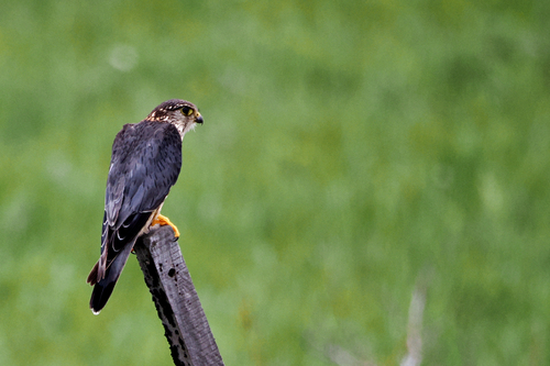 Merlin
