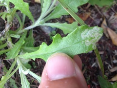 Stigmella ogygia
