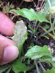 Stigmella ogygia