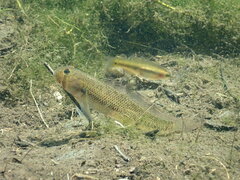 Chinstripe Goby photo 3
