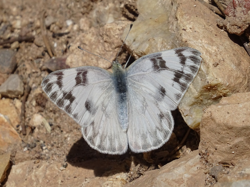 Western White photo 6