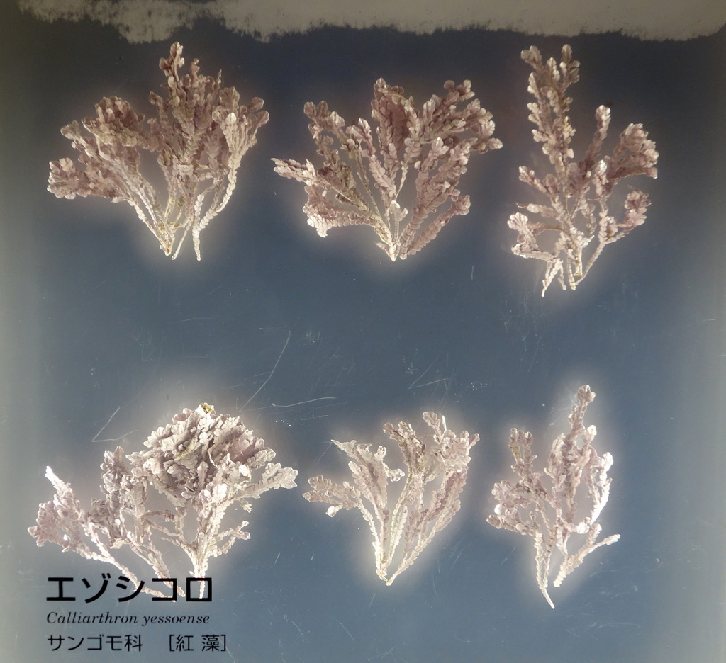 Alatocladia