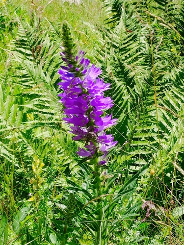 Image of Campanula spicata by no rights reserved