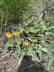 Wyethia sagittata, photograph James H. Thomas, CC BY, iNaturalist via GBIF