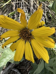 Wyethia sagittata, photograph James H. Thomas, CC BY, iNaturalist via GBIF