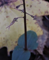 Neottia bifolia