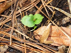 Neottia bifolia